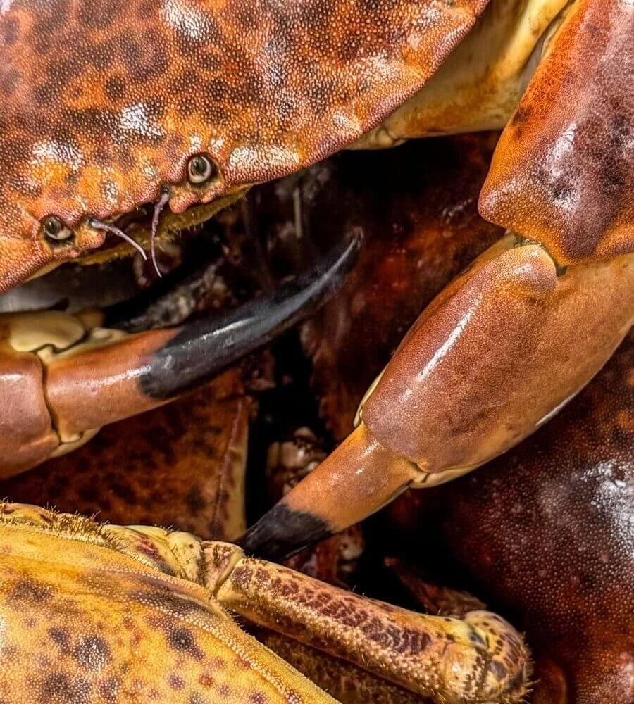 Blas Restaurant Local Suppliers, Fresh Solva Crab